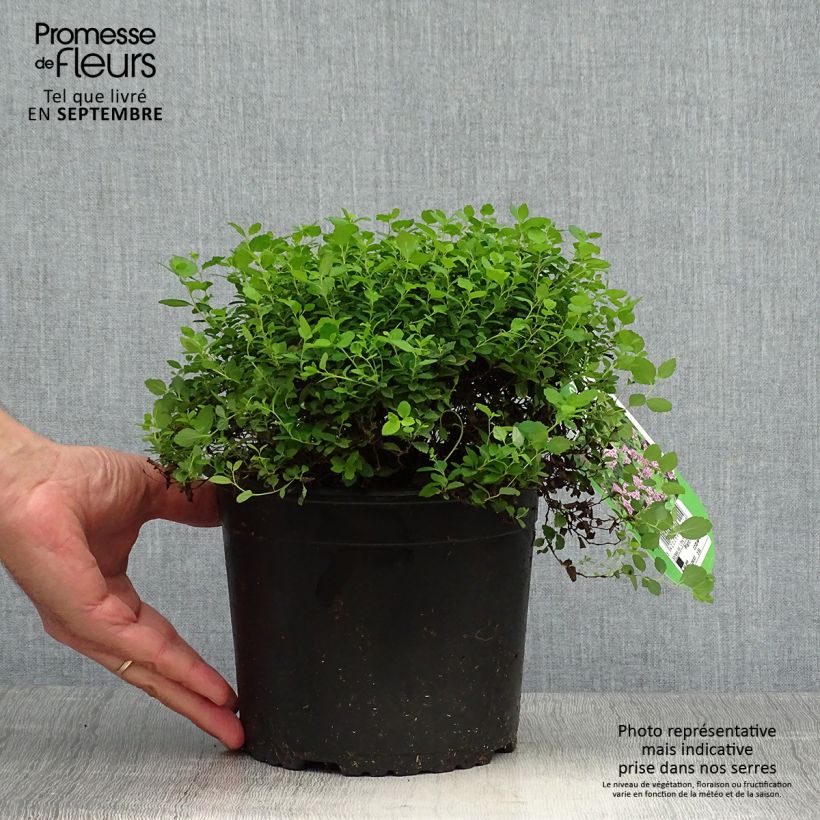 Exemplar von Sommerspiere Little Princess - Spiraea japonica Topf mit 2L/3L wie im Herbst geliefert