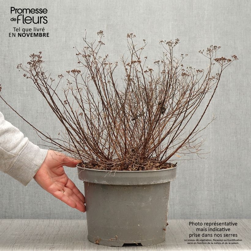 Exemplar von Sommerspiere Little Princess - Spiraea japonica Topf mit 4L/5L wie im Herbst geliefert