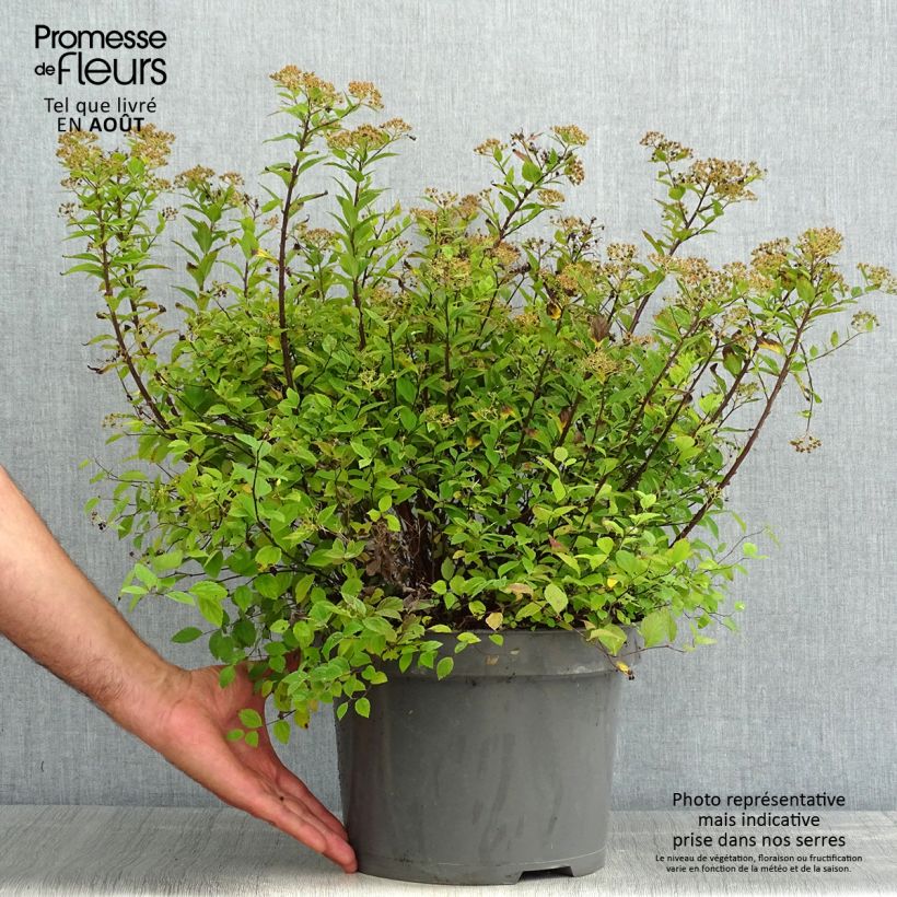 Exemplar von Sommerspiere Little Princess - Spiraea japonica Topf mit 4L/5L wie im Sommer geliefert