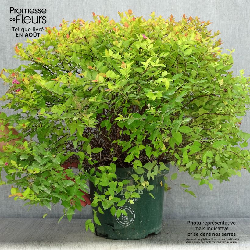 Exemplar von Sommerspiere Magic Carpet - Spiraea japonica Topf mit 4L/5L wie im Sommer geliefert