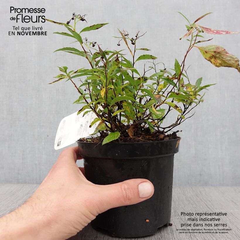 Exemplar von Sommerspiere Shirobana Genpei - Spiraea japonica Topf mit 1L/1,5L wie im Herbst geliefert
