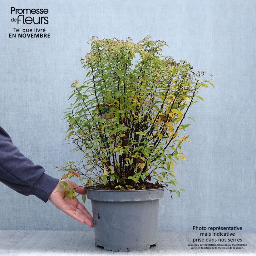 Exemplar von Sommerspiere Shirobana Genpei - Spiraea japonica Topf mit 7,5L/10L wie im Herbst geliefert