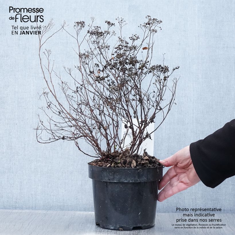 Exemplar von Sommerspiere Darts Red - Spiraea japonica Topf mit 3L/4L wie im Winter geliefert