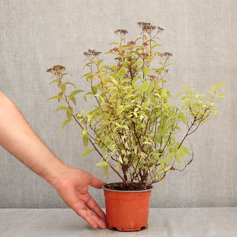 Exemplar von Sommerspiere Darts Red - Spiraea japonica Topf mit 1L/1,5L wie im Sommer geliefert
