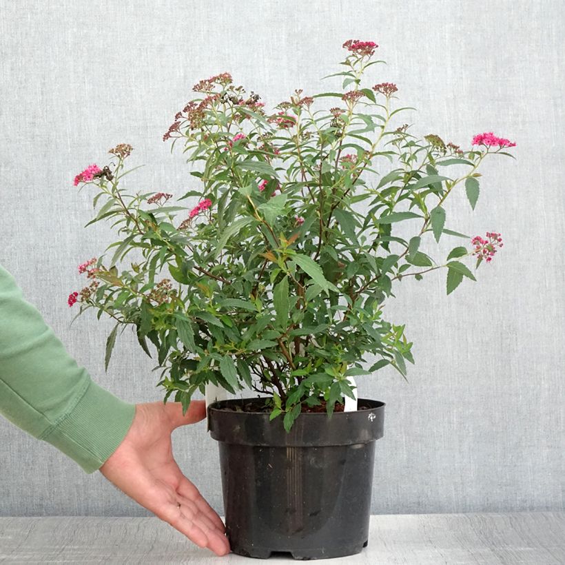 Exemplar von Sommerspiere Neon Flash - Spiraea japonica Topf mit 2L/3L wie im Sommer geliefert