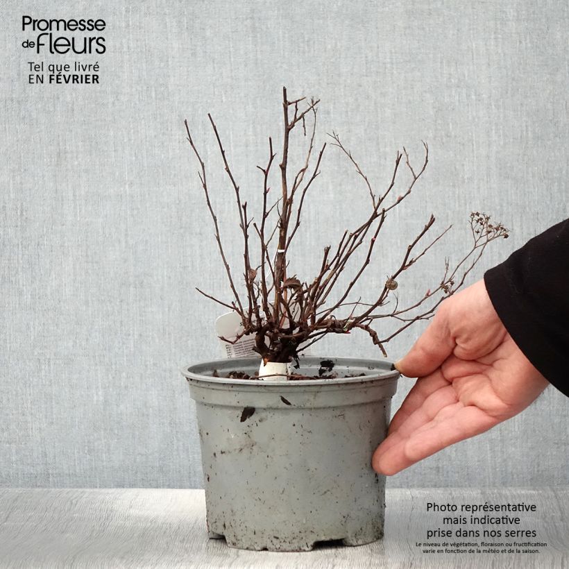 Exemplar von Sommerspiere Neon Flash - Spiraea japonica Topf mit 2L/3L wie im Winter geliefert