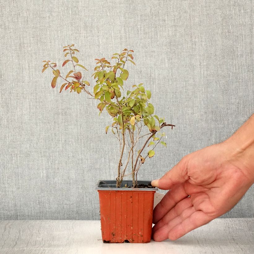 Exemplar von Japanische Strauchspiere Halwards Silver - Spiraea nipponica Kleine Töpfe von 8/9 cm wie im Sommer geliefert