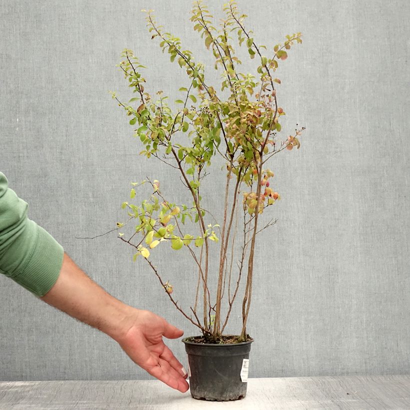 Exemplar von Japanische Strauchspiere Halwards Silver - Spiraea nipponica Topf mit 1L/1,5L wie im Sommer geliefert