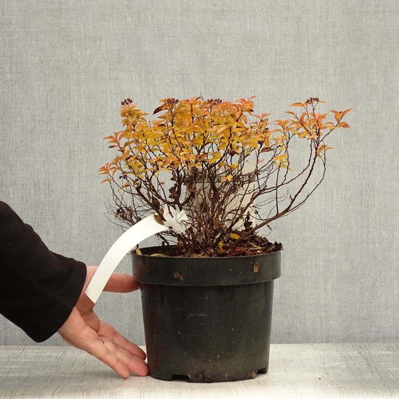 Exemplar von Sommerspiere Zen'Spirit Caramel - Spiraea japonica Topf mit 3L/4L wie im Herbst geliefert