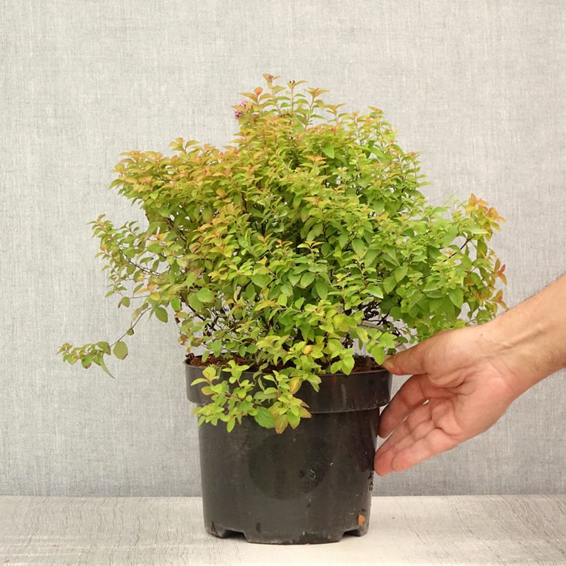 Exemplar von Sommerspiere Zen'Spirit Caramel - Spiraea japonica Topf mit 3L/4L wie im Sommer geliefert