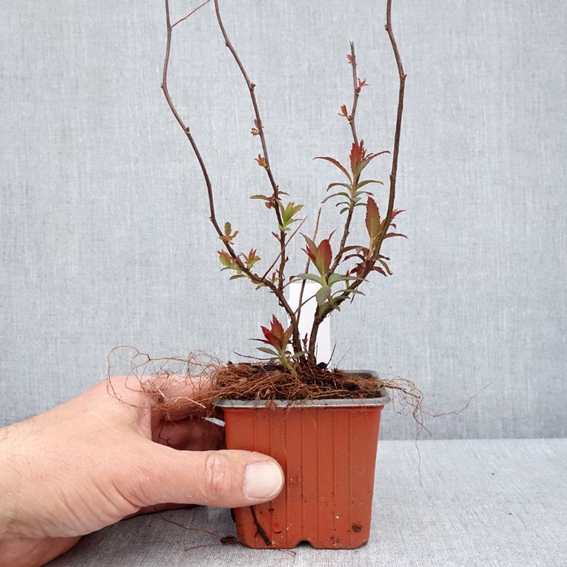 Exemplar von Rote Sommerspiere Anthony Waterer - Spiraea japonica Kleine Töpfe von 8/9 cm wie im Frühjahr geliefert
