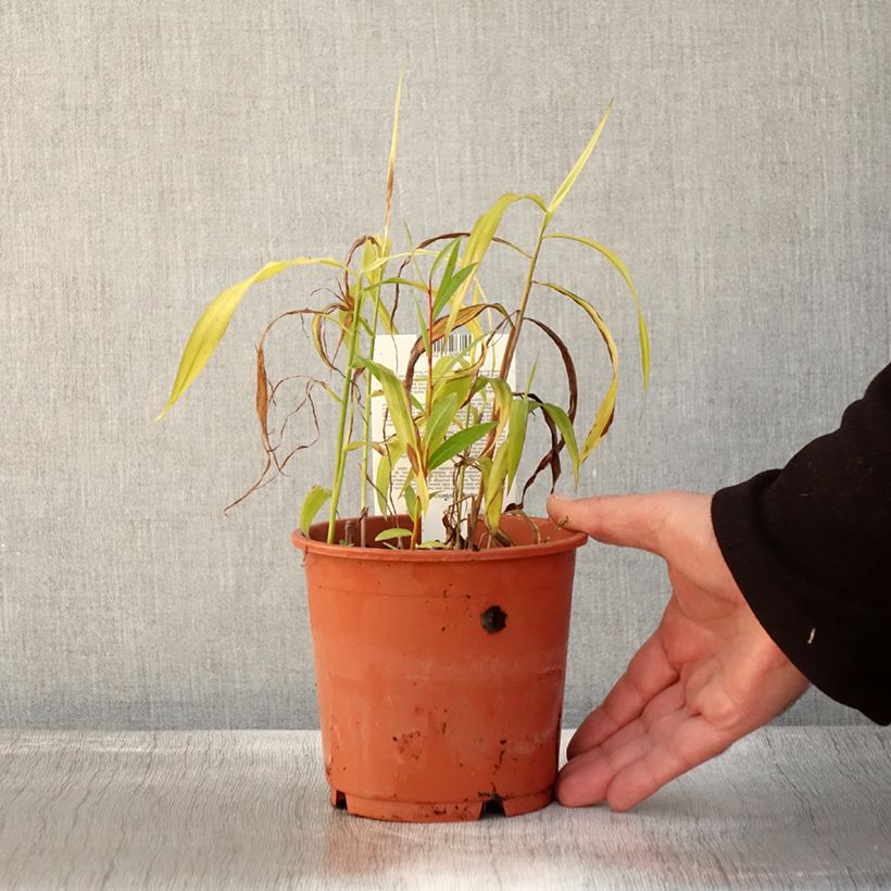 Exemplar von Spodiopogon sibiricus West Lake - Graubartgras Topf mit 1L/1,5L wie im Herbst geliefert