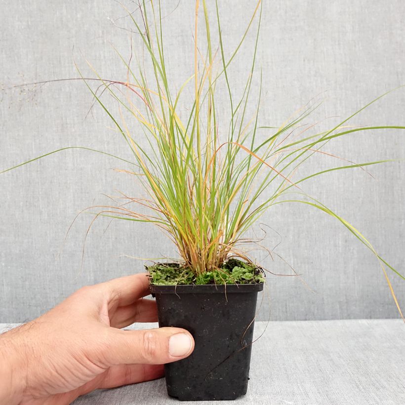 Exemplar von Sporobolus heterolepis Cloud - Tautropfengras Kleine Töpfe von 8/9 cm wie im Herbst geliefert