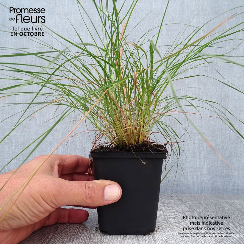 Exemplar von Sporobolus heterolepis - Tautropfengras Kleine Töpfe von 8/9 cm wie im Herbst geliefert