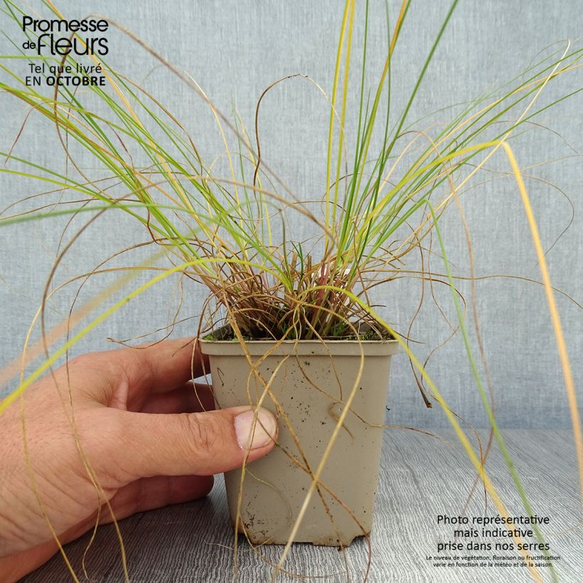 Exemplar von Sporobolus heterolepis Wisconsin Strain - Tautropfengras Kleine Töpfe von 8/9 cm wie im Herbst geliefert