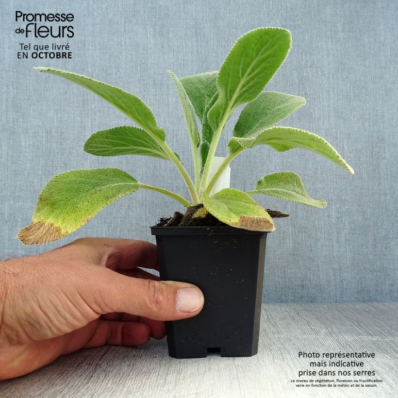 Exemplar von Woll-Ziest Big Ears - Stachys byzantina Kleine Töpfe von 8/9 cm wie im Herbst geliefert