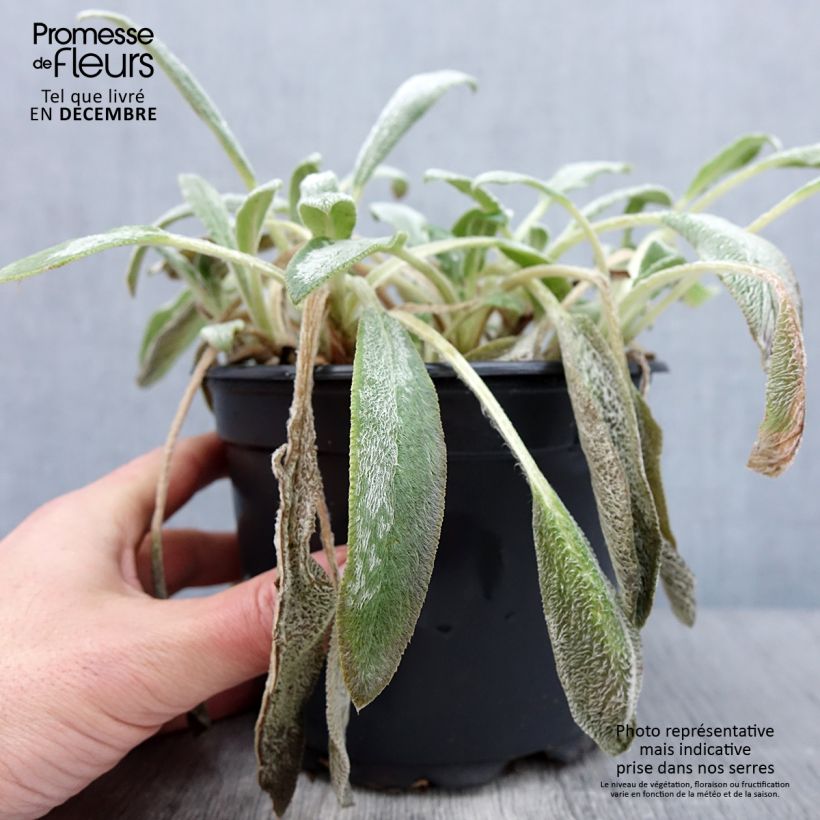 Exemplar von Woll-Ziest - Stachys byzantina Topf mit 2L/3L wie im Herbst geliefert