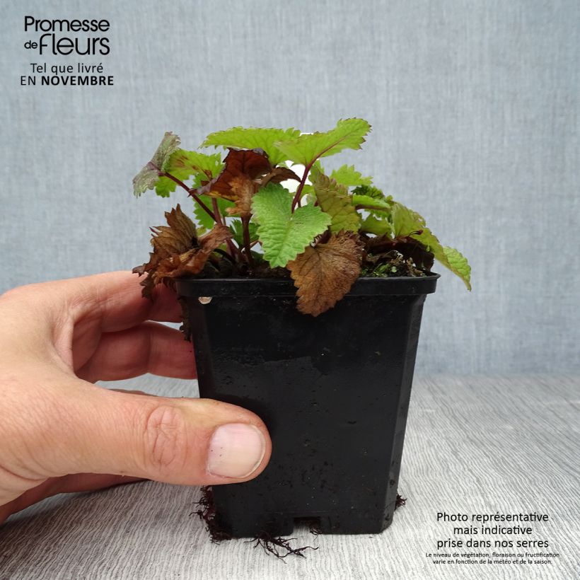 Exemplar von Großblütige Betonie Superba - Stachys grandiflora Kleine Töpfe von 8/9 cm wie im Herbst geliefert