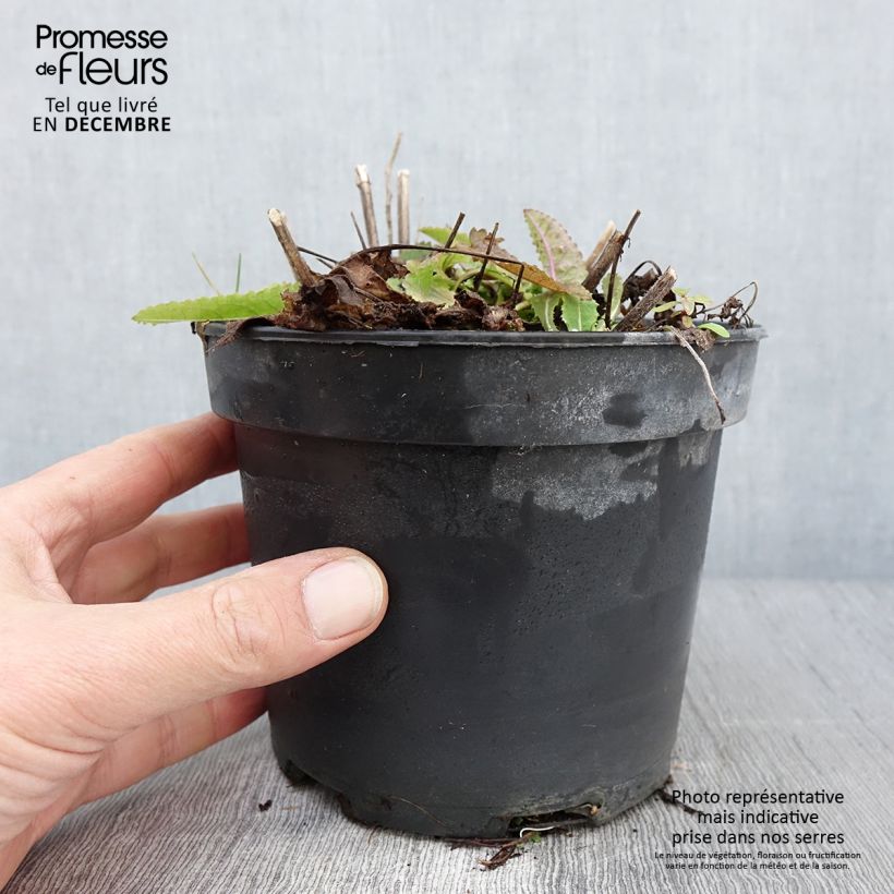 Exemplar von Heil-Ziest Hummelo - Stachys monieri Topf mit 2L/3L wie im Herbst geliefert