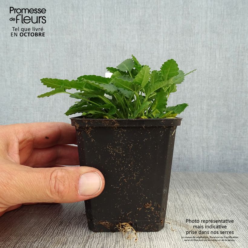 Exemplar von Echte Betonie - Stachys officinalis Kleine Töpfe von 8/9 cm wie im Herbst geliefert