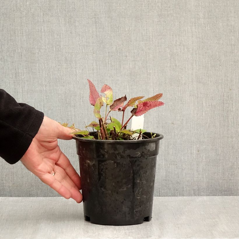 Exemplar von Echte Betonie Pink Cotton Candy - Stachys officinalis Topf mit 2L/3L wie im Herbst geliefert