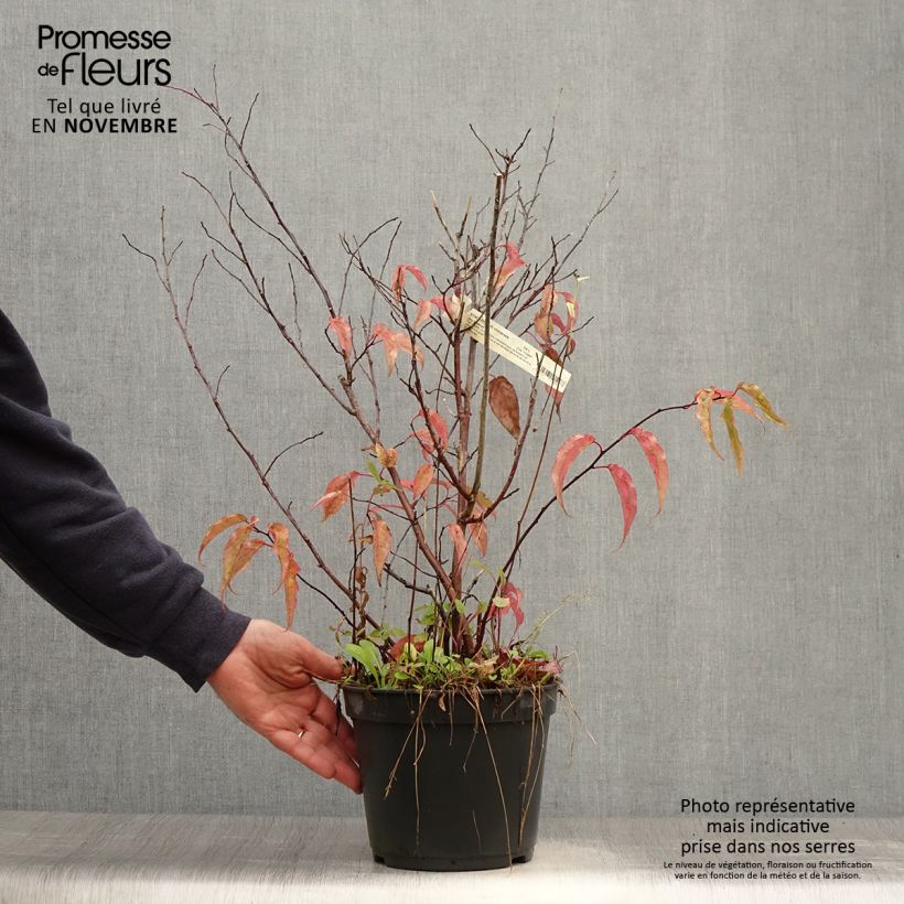 Exemplar von Stachyurus chinensis Joy Forever - Perlschweif Topf mit 2L/3L wie im Herbst geliefert