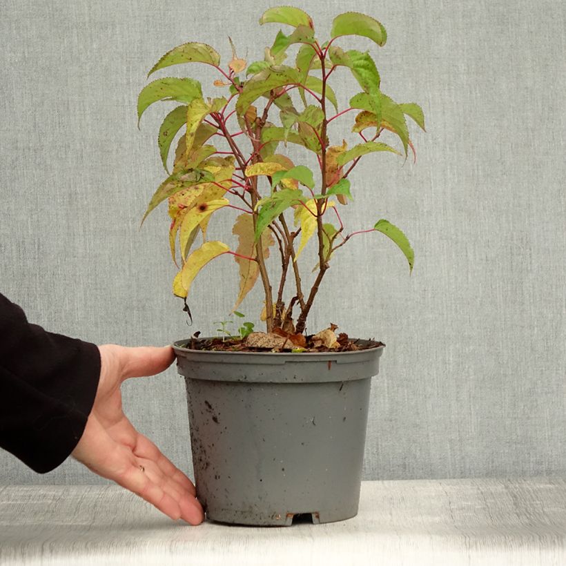 Exemplar von Stachyurus praecox - Japanischer Perlschweif Topf mit 2L/3L wie im Herbst geliefert