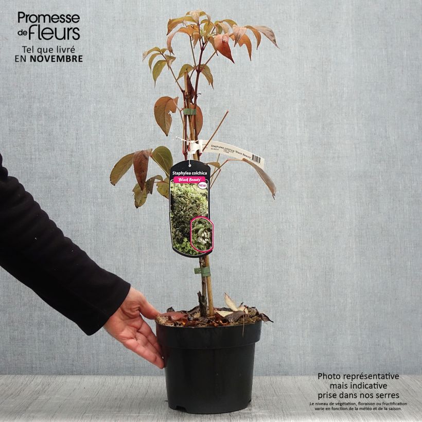 Exemplar von Staphylea colchica Black Beauty - Pimpernuss Topf mit 4L/5L wie im Herbst geliefert