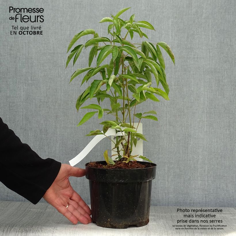Exemplar von Staphylea colchica - Pimpernuss Topf mit 3L/4L wie im Herbst geliefert