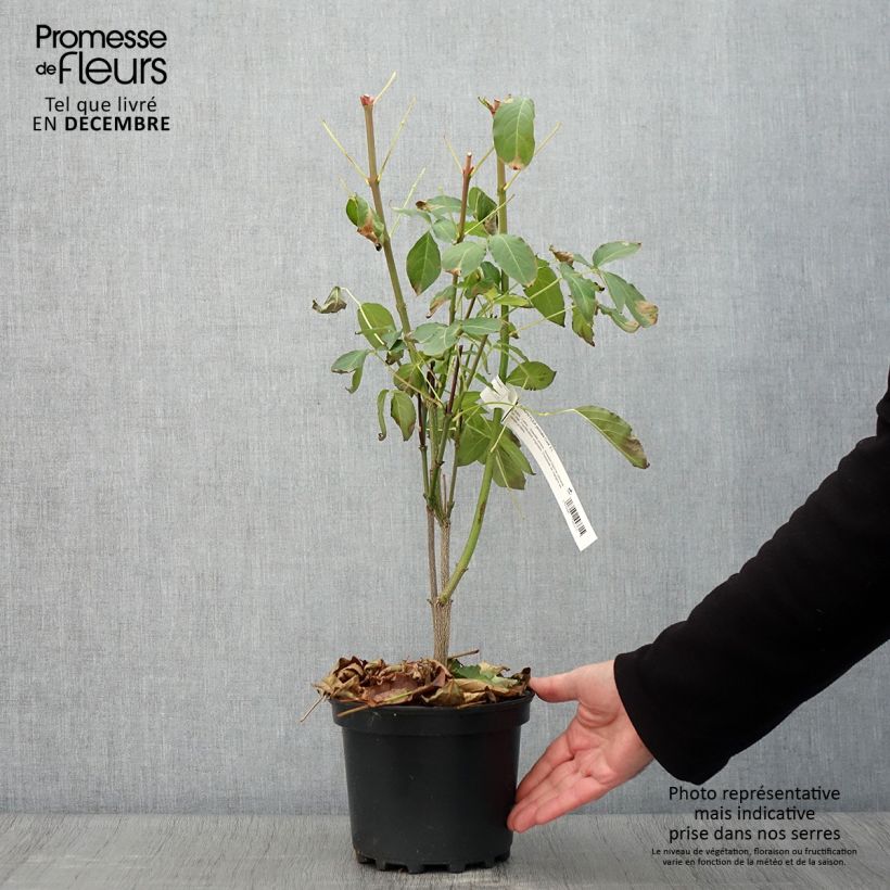 Exemplar von Pimpernuss - Staphylea pinnata Topf mit 3L/4L wie im Herbst geliefert