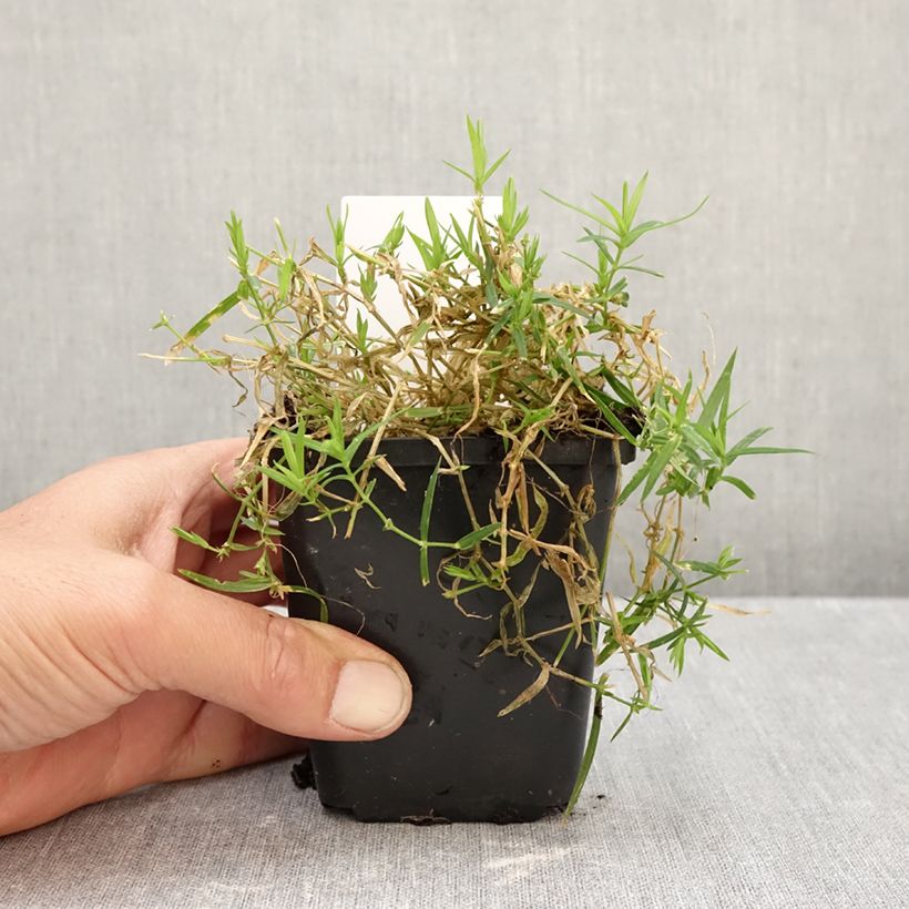 Exemplar von Stellaria holostea - Große Sternmiere Kleine Töpfe von 8/9 cm wie im Herbst geliefert