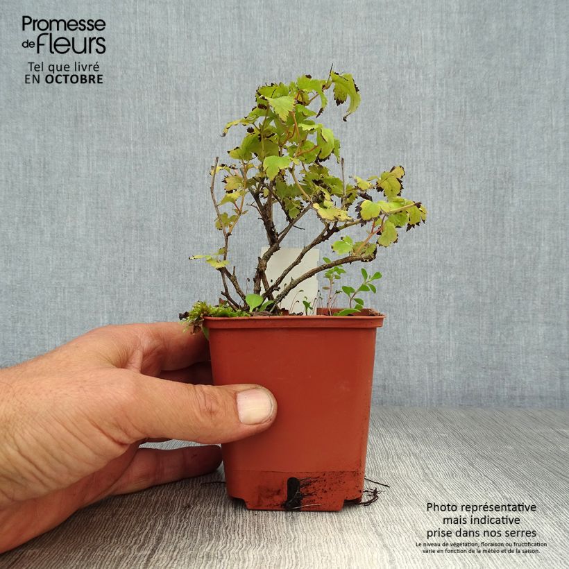 Exemplar von Stephanandra incisa Crispa - Kranzspiere Kleine Töpfe von 8/9 cm wie im Herbst geliefert