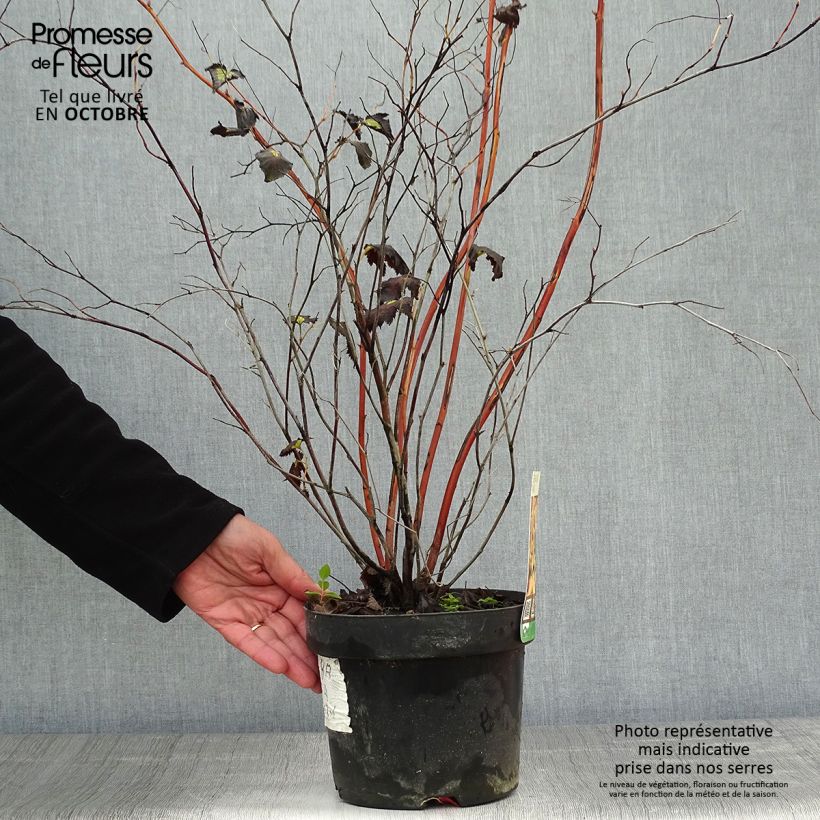 Exemplar von Stephanandra tanakae - hohe Kranzspiere Topf mit 3L/4L wie im Herbst geliefert
