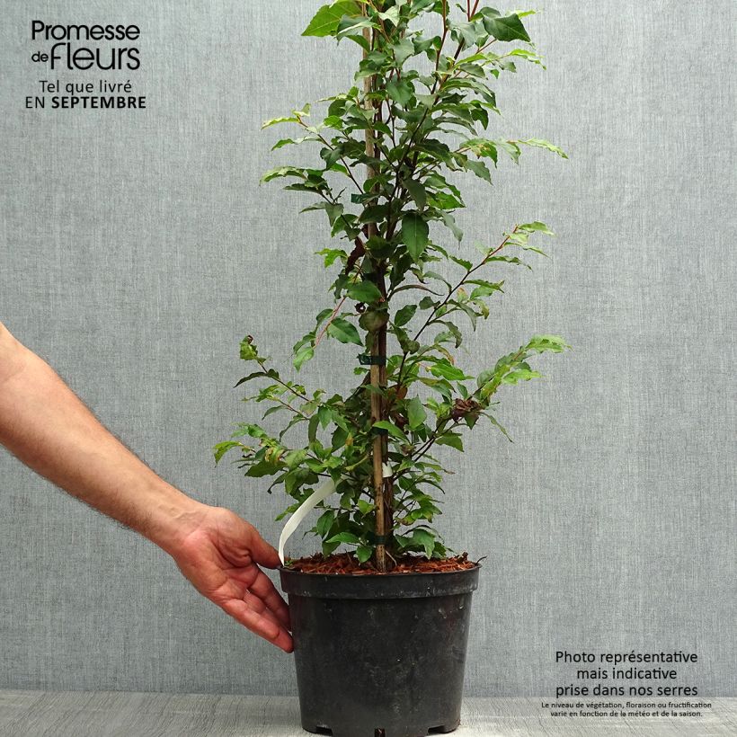 Exemplar von Stewartia monadelpha - Stewartie Topf mit 4L/5L wie im Herbst geliefert