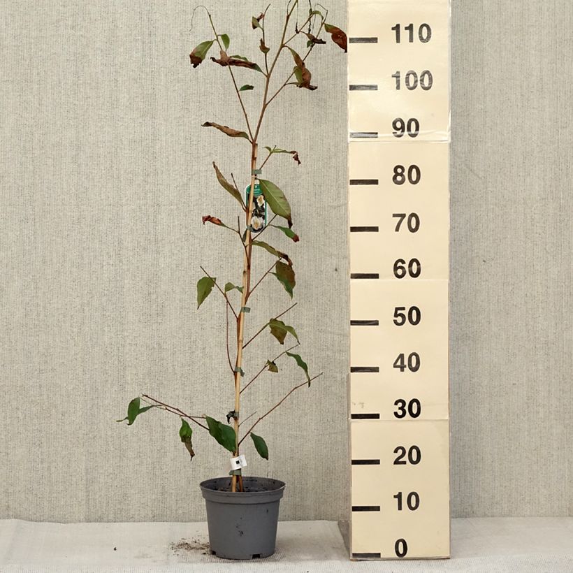 Exemplar von Stewartia pseudocamellia - Kamelienartige Stewartie Topf mit 3L/4L wie im Herbst geliefert