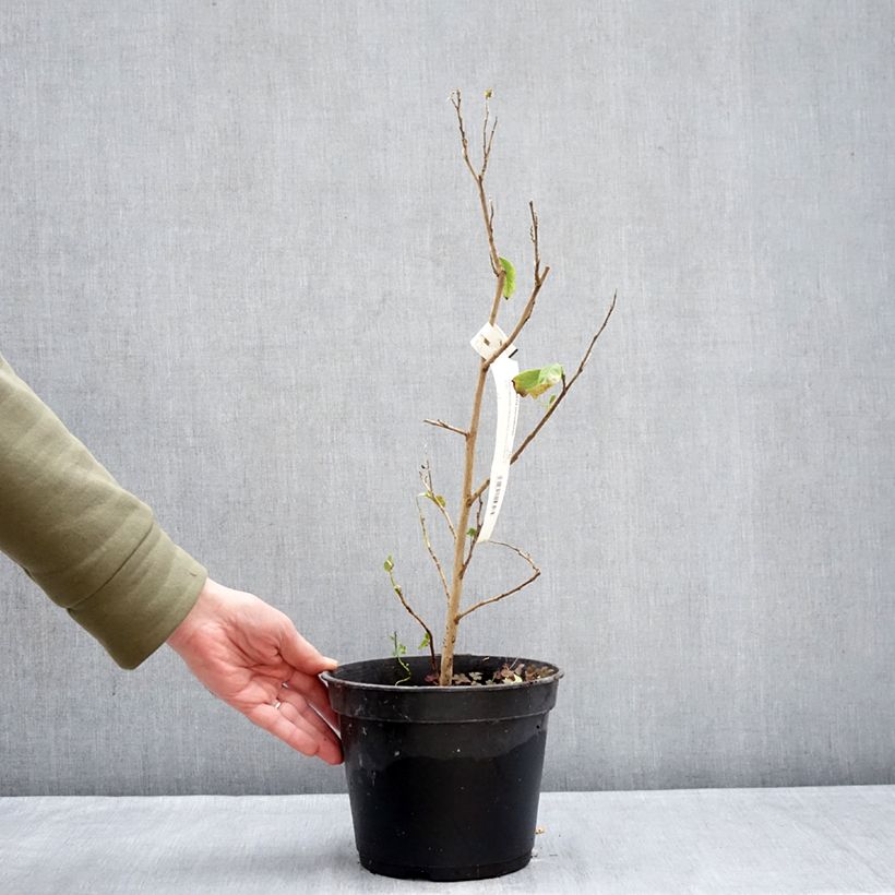Exemplar von Stewartia pteropetiolata - Scheinkamelie Topf mit 4L/5L wie im Winter geliefert