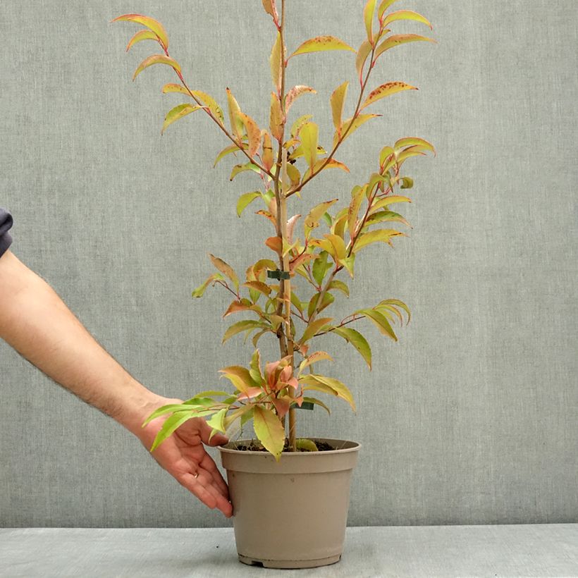 Exemplar von Stewartia rostrata - Schnabel-Stewartie Topf mit 4L/5L wie im Sommer geliefert