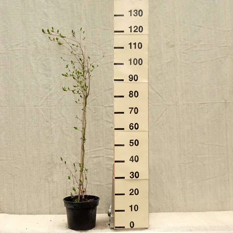 Exemplar von Stewartia rostrata - Schnabel-Stewartie Topf mit 4L/5L wie im Frühjahr geliefert