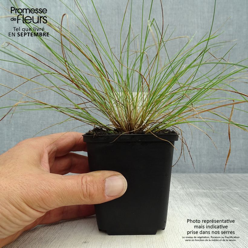 Exemplar von Stipa capillata - Federgras Kleine Töpfe von 8/9 cm wie im Herbst geliefert