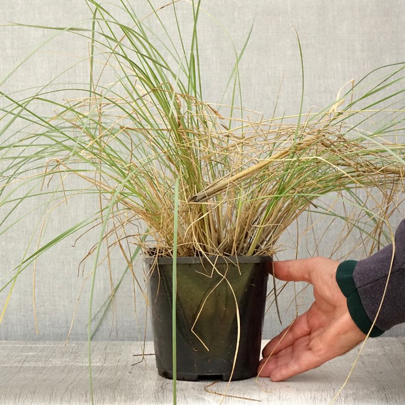 Exemplar von Stipa gigantea - Riesen Federgras Topf mit 2L/3L wie im Herbst geliefert