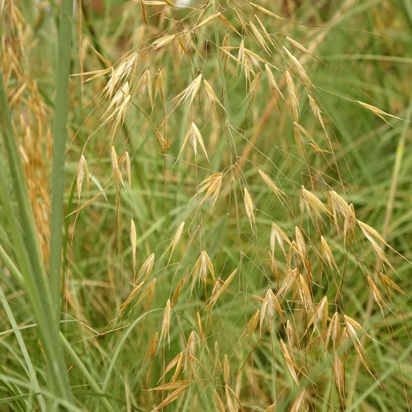 Stipa gigantea - Riesen Federgras (Laub)