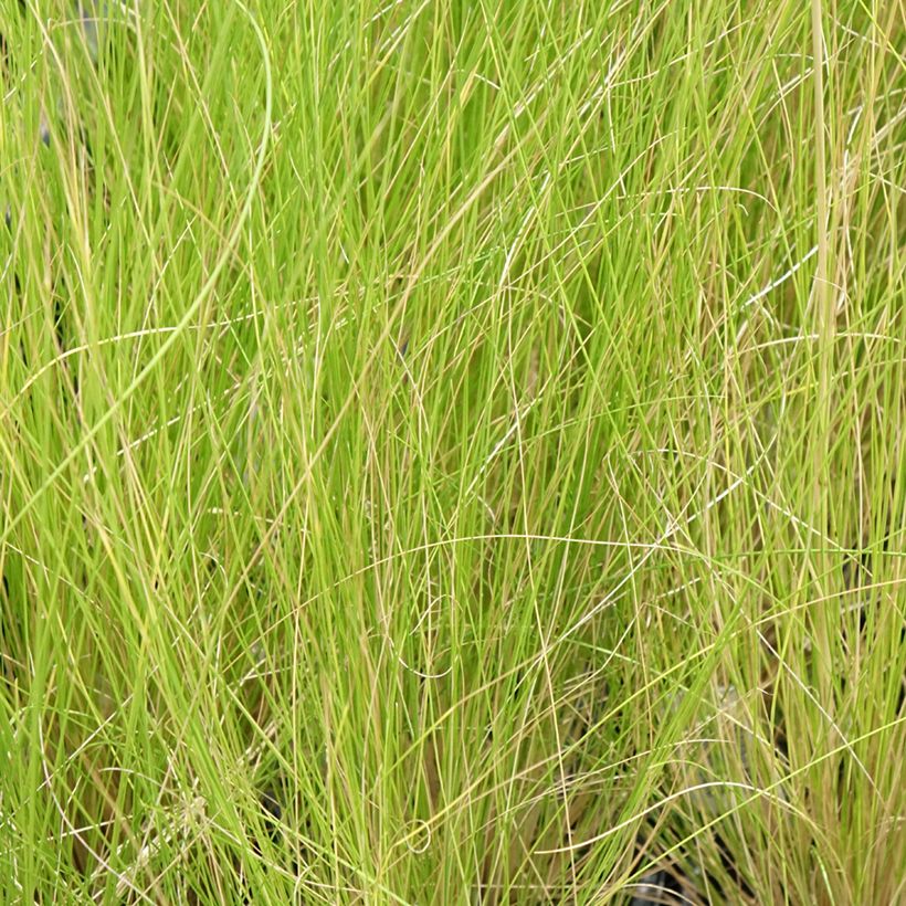 Stipa ichu - Federgras (Laub)