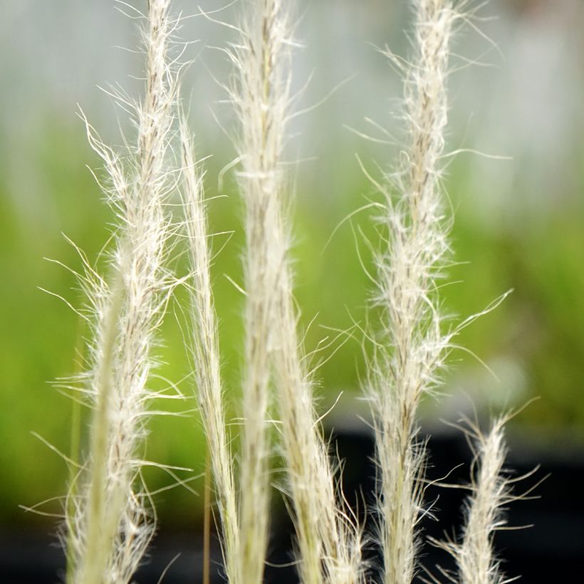 Stipa ichu - Federgras (Blüte)