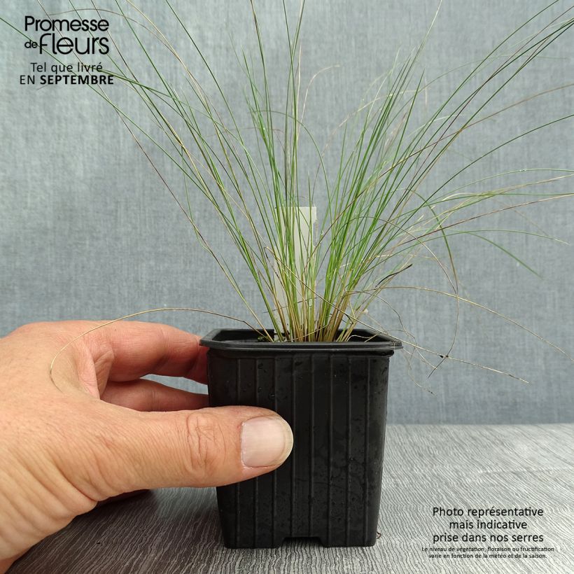 Exemplar von Stipa pennata - Federgras Kleine Töpfe von 8/9 cm wie im Herbst geliefert