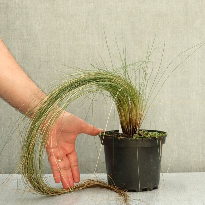 Exemplar von Stipa pennata - Federgras Topf mit 2L/3L wie im Sommer geliefert