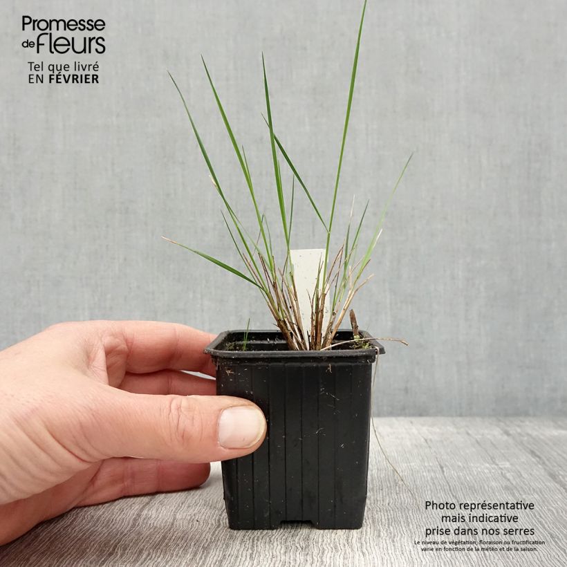 Exemplar von Stipa pulcherrima - Federgras Kleine Töpfe von 8/9 cm wie im Winter geliefert