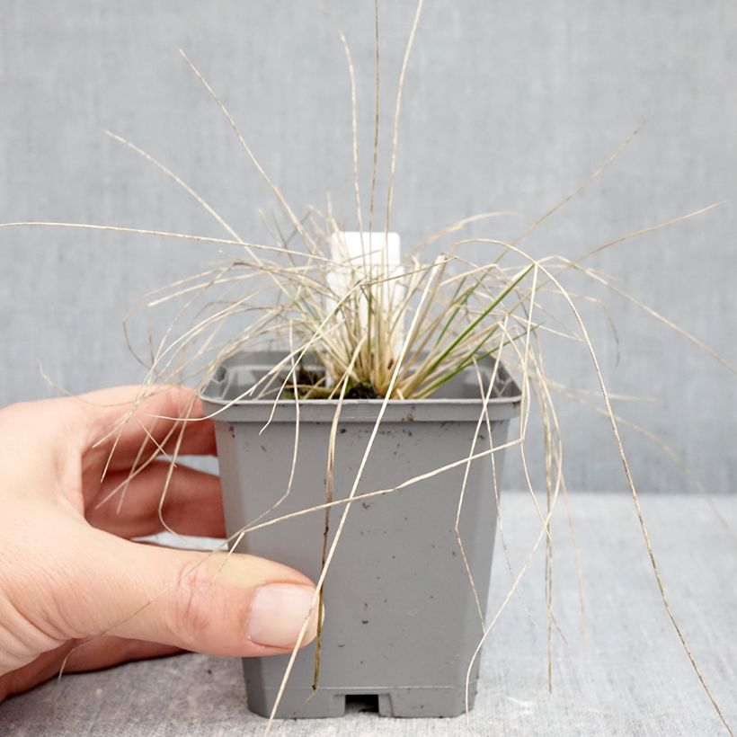 Exemplar von Stipa splendens - Federgras Kleine Töpfe von 8/9 cm wie im Winter geliefert