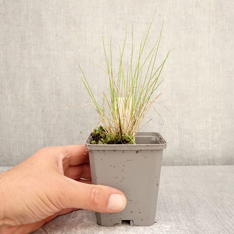 Exemplar von Stipa splendens - Federgras Kleine Töpfe von 8/9 cm wie im Frühjahr geliefert