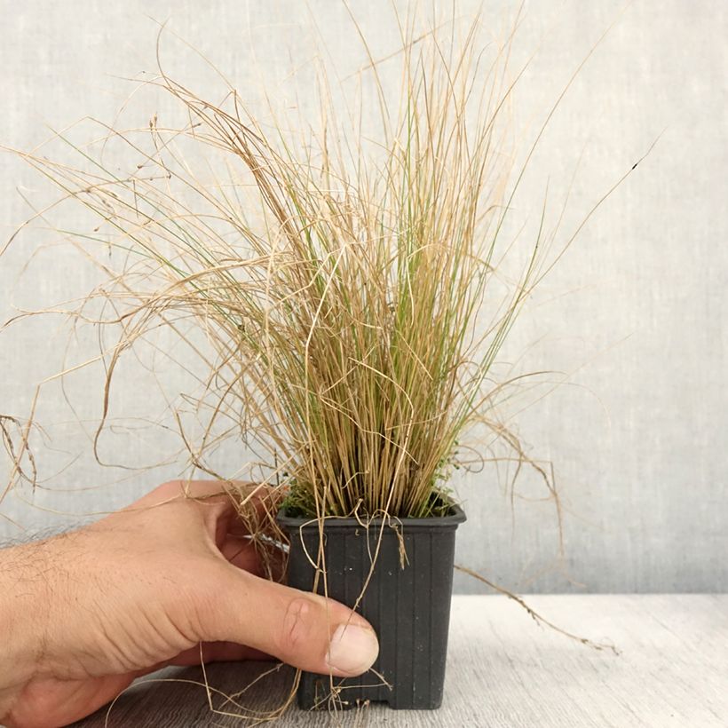 Exemplar von Stipa trichotoma Palomino - Federgras Kleine Töpfe von 8/9 cm wie im Herbst geliefert