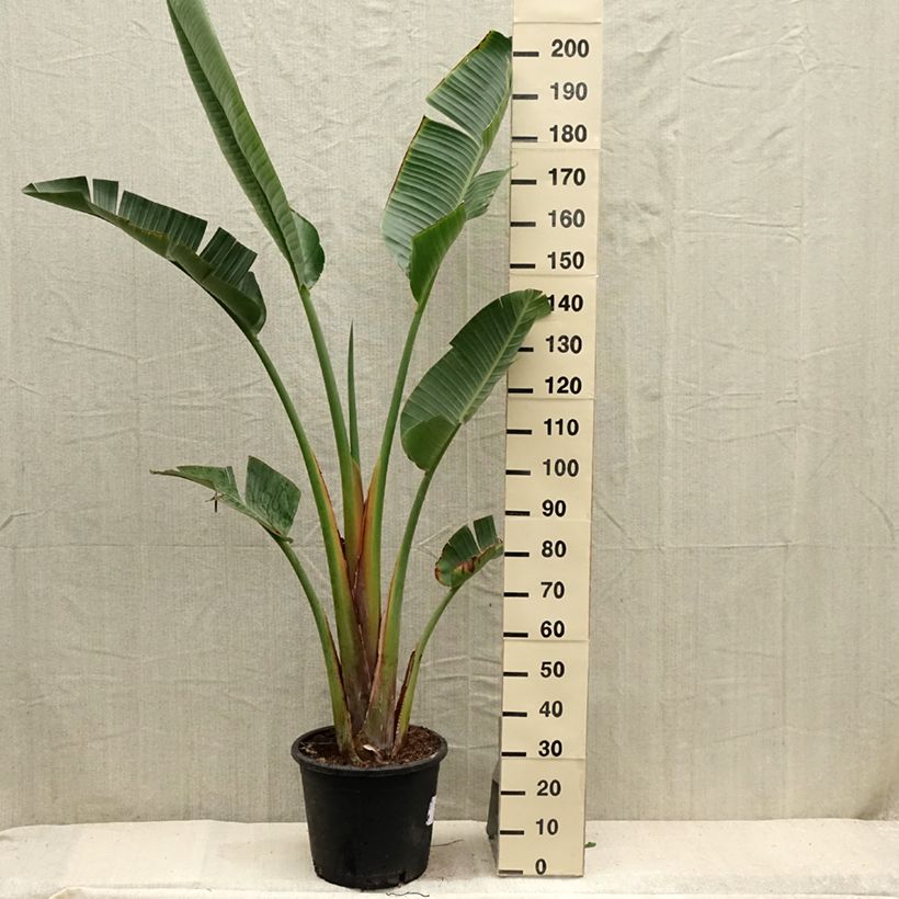 Exemplar von Strelitzia augusta Topf mit 30L/35L wie im Sommer geliefert